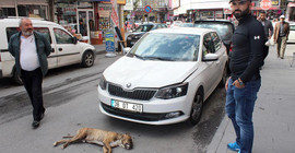 Park halindeki otomobilin üzerine 5’inci kattan köpek düştü