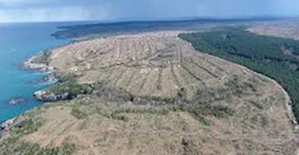 Nükleer santral için kesilen ağaç sayısı 650 bini aştı