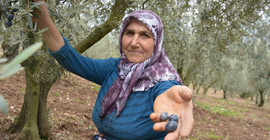 Zeytin üreticisi taban fiyata tepkili: Böyle giderse bırakacağız