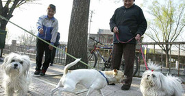 Çin'de köpek gezdirme yasağı