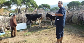 Burhaniye’de kuduz alarmı: Mahalle iki ay karantinaya alındı