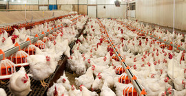 870 beyaz et üreticisi kepenk kapattı