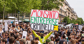 Çiftçilerin 'zehir saçan' Monsanto mücadelesi