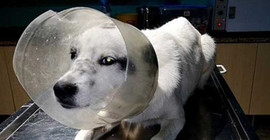 Başını plastik bidona sıkıştıran köpek kurtarıldı