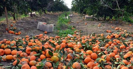 Narenciye üreticisinin Rusya krizi