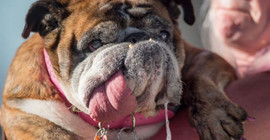 'Köpek salyası insanlar için ölümcül olabilir'