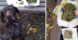 Vicdan, 350 gram esrarı yakalattı