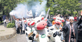 'İnek Bayramı' provokasyonu