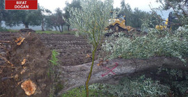 Doğalgaz hattı için yüzlerce zeytin ağacı kökünden söküldü