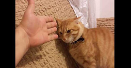 İnternetin yeni fenomeni: 'Kedi Haydar'