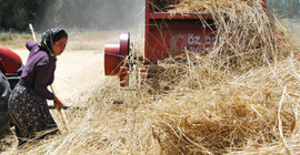 Zamlar çiftçiyi ezdi, konuşmaktan çekiniyorlar