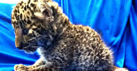 Uçak yolcusunun valizinden leopar yavrusu çıktı