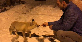 Bir zamanlar insanın en iyi dostu tilki miydi?