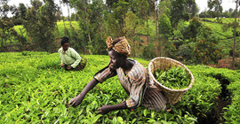 Türkiye'deki toprağı ekme, Sudan’dan arazi kirala