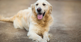 Vegan kadın köpeklerini de vegan yetiştiriyor