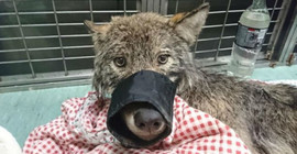 Köpek sanılıp buzlu sudan kurtarılan hayvan kurt çıktı