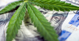 Yatırımcının yeni gözdesi kenevir fonu