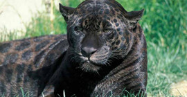 Selfie çekerken jaguar saldırdı