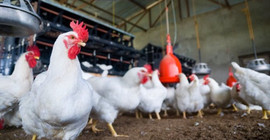 Beyaz et sektörüne 156 milyon liralık ceza