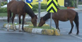 Atlar şehre indi
