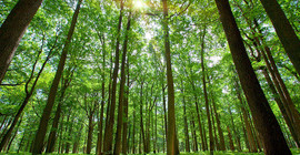 Hazine 1078 futbol sahası borçlandı