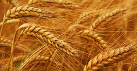 Çiftçi ekimden vazgeçti, buğday da alarm veriyor