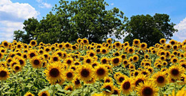 Hasat öncesi 100 bin ton ayçiçeği ithal edilecek