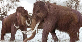 Mamut ve Neandertallerin ortak genetik özellikleri olabilir