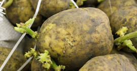 Filizlenmiş, yeşile dönüşmüş patates zehirleyebiliyor