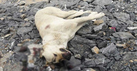 İstanbul'da sokak ortasında köpek katledildi