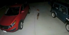 Cesur kedi çakalları kovaladı