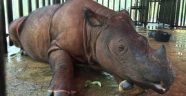 Son erkek Sumatra gergedanı hayatını kaybetti