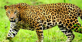 Leopar bebek kaçırdı