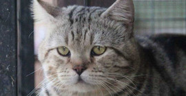 Sosyal medya fenomeni kedi hayatını kaybetti
