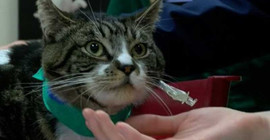 Bir caddede 25 kedi öldürüldü, İngiliz polisi harekete geçti