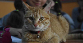 Kedi 'Tombi', İsviçre'ye gidiyor