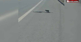 Saksağanın yılan avı kamerada