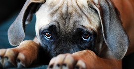 Köpeklerin 'üzgün' bakışlarına yol açan yüz kasları insanların ilgisini çekmek için evrimleşmiş