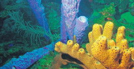 Deniz süngerinden kanser ilacı üretilecek