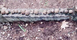 Mezarlıkta betona dizili 23 kaplumbağa ölüsü bulundu