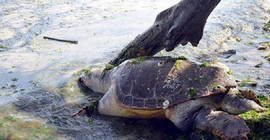 Caretta carettayı bıçaklayarak öldürmüşler