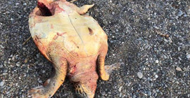 Caretta caretta'yı bıçakladılar