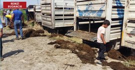 Yayla yasağı sürü sahiplerini ve hayvanları vurdu: Onlarca koyun telef oldu