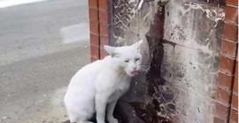 Sevimli kedi, susuzluğunu hayrattan akan suyla giderdi