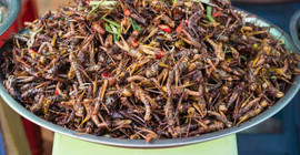 Böcek yemek kansere karşı koruyucu olabilir