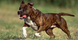 Barınaktan kaçan 2 pitbull 29 kediyi parçaladı