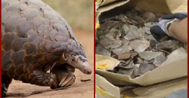 İstanbul Havalimanı'nda 1 ton pangolin pulu yakalandı