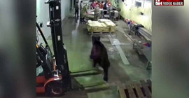 Fabrikaya giren ayı işçileri görünce korktu