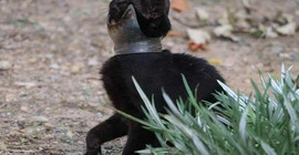 10 gündür boynunda kavanoz parçasıyla gezen kedi kurtarıldı