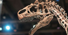 4 metre uzunluğunda olduğu düşünülen yeni bir dinozor türü keşfedildi